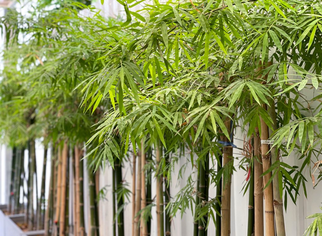 bambou en pot